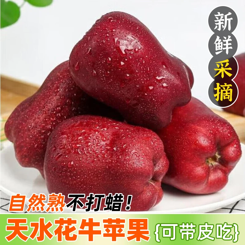 甘肃天水花牛苹果现摘当季水果特产营养头茬酥脆蛇果新鲜脆甜多汁