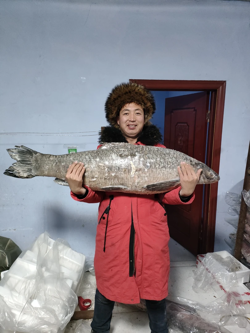 东北查干野生青鱼，带青鱼石