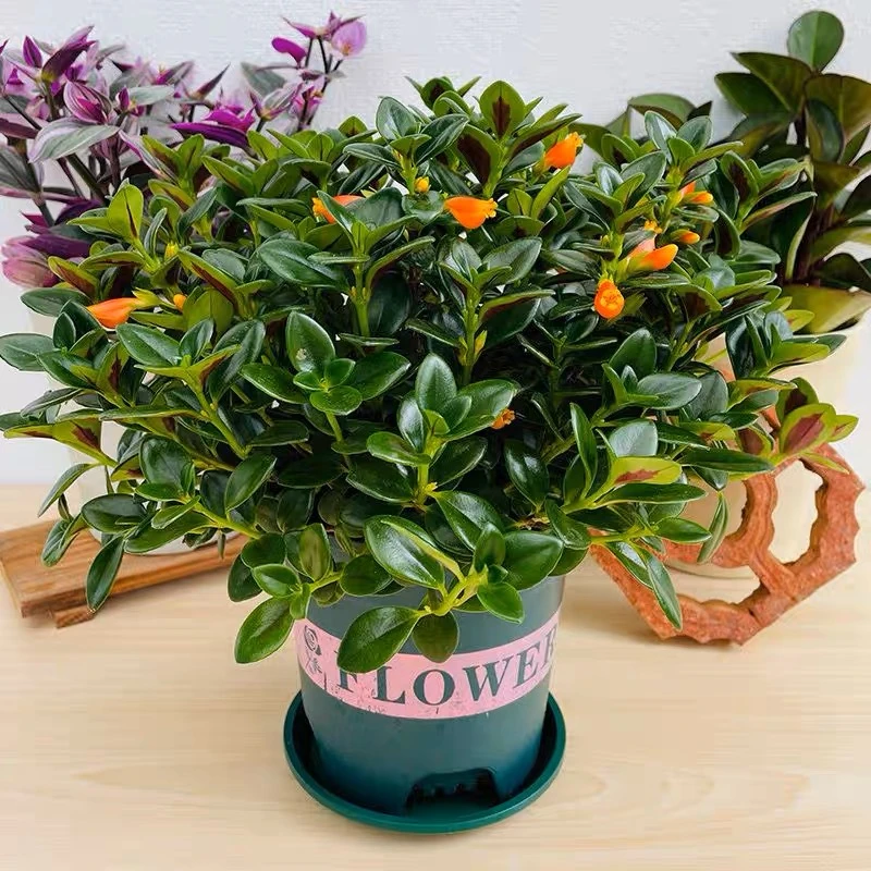 金鱼吊兰盆栽带花苞阳台花卉植物室内花好养易活绿植四季开花