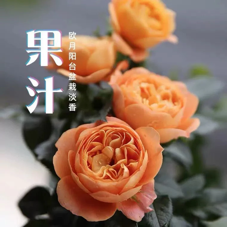 果汁阳台大花美人月季盆栽四季开花新疆花卉包邮