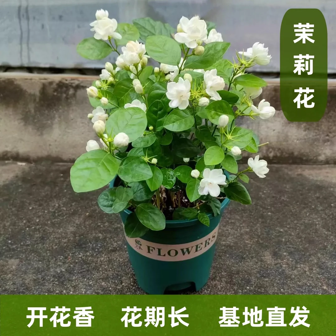 【茉莉花浓香】加仑盆发货四季开花盆栽好闻耐晒新疆包邮