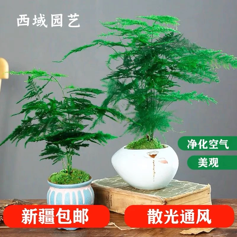 文竹盆栽植物室内净化空气办公室绿植花卉盆栽盆景小盆栽