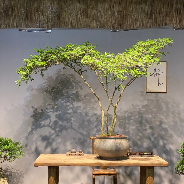 海岛栀子花四季常绿南方北方室内室外多次开花结果精品老桩盆景