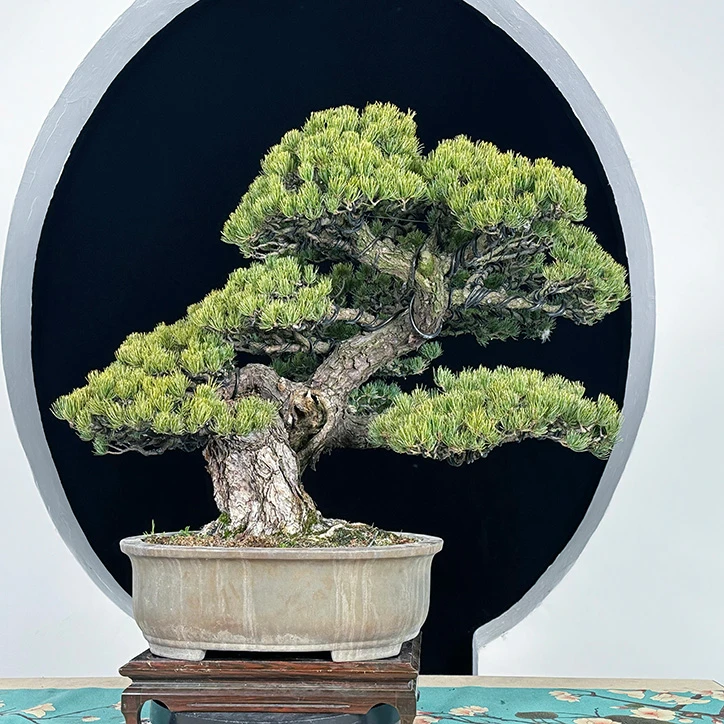 随园盆景大冠五针松