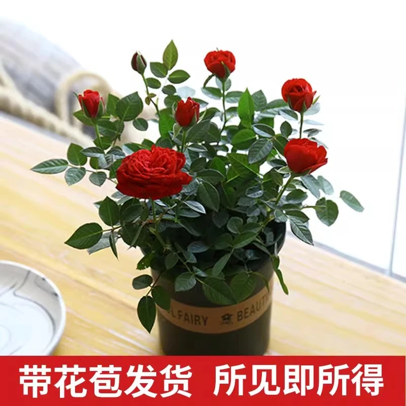 带花苞玫瑰花苗盆栽四季开花不断好养红色花卉植物迷你微型小月季