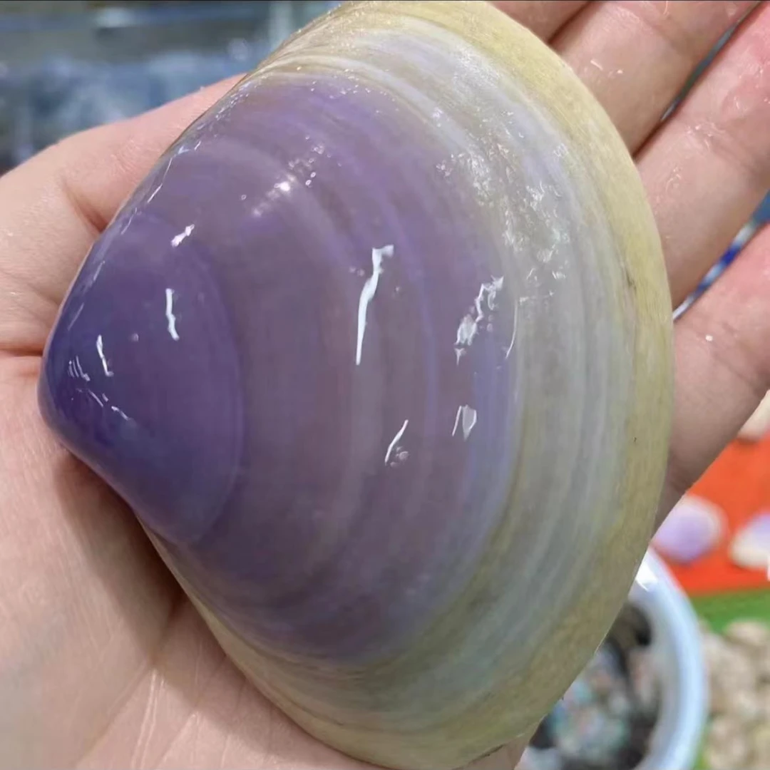 【新品】鲜活贵妃贝