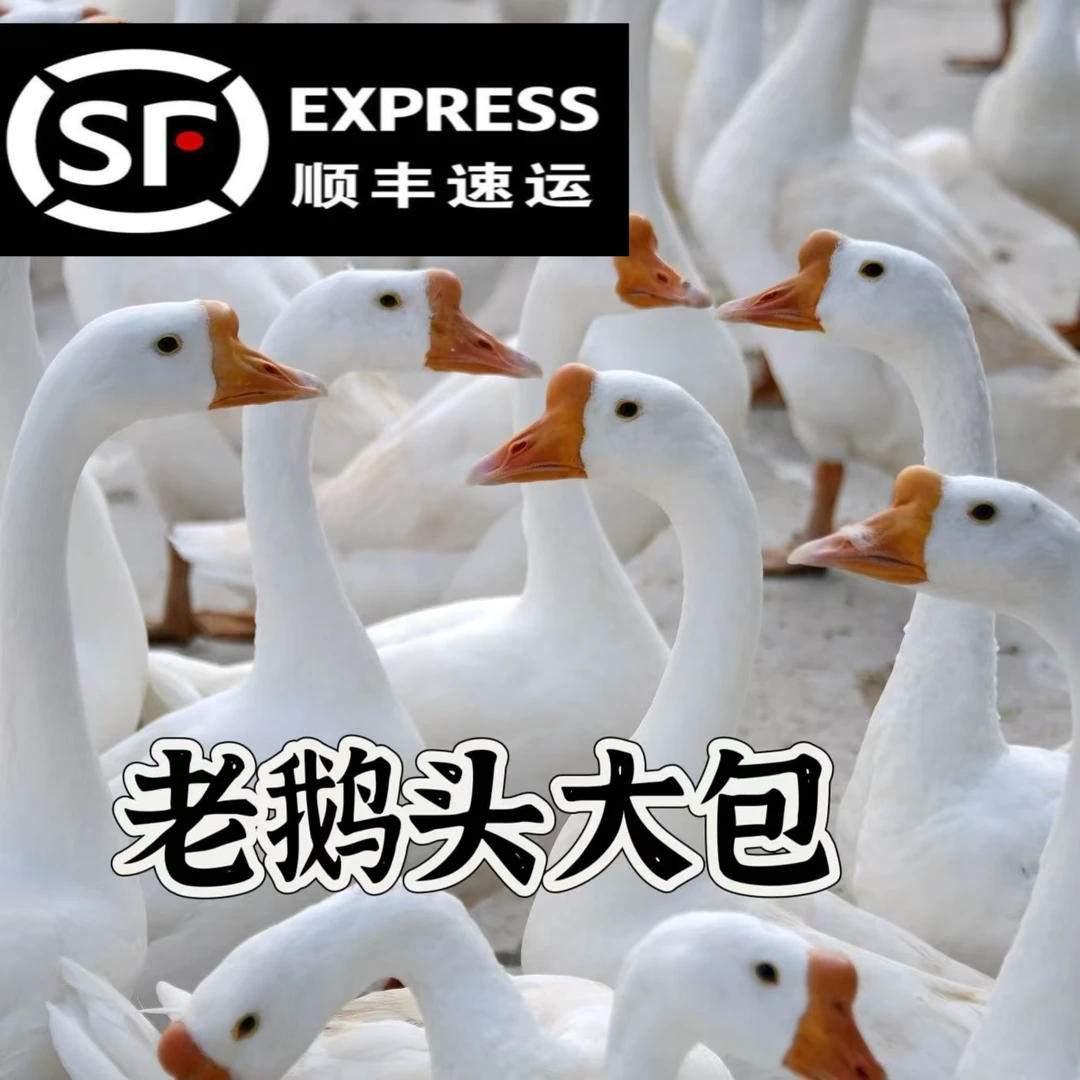 【小翟一家推荐】东北散养两年大笨鹅/头带包/顺丰包邮