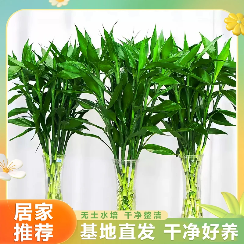 富贵竹水培植物中竹发货居家生长客厅花卉绿植花生长节节高养活