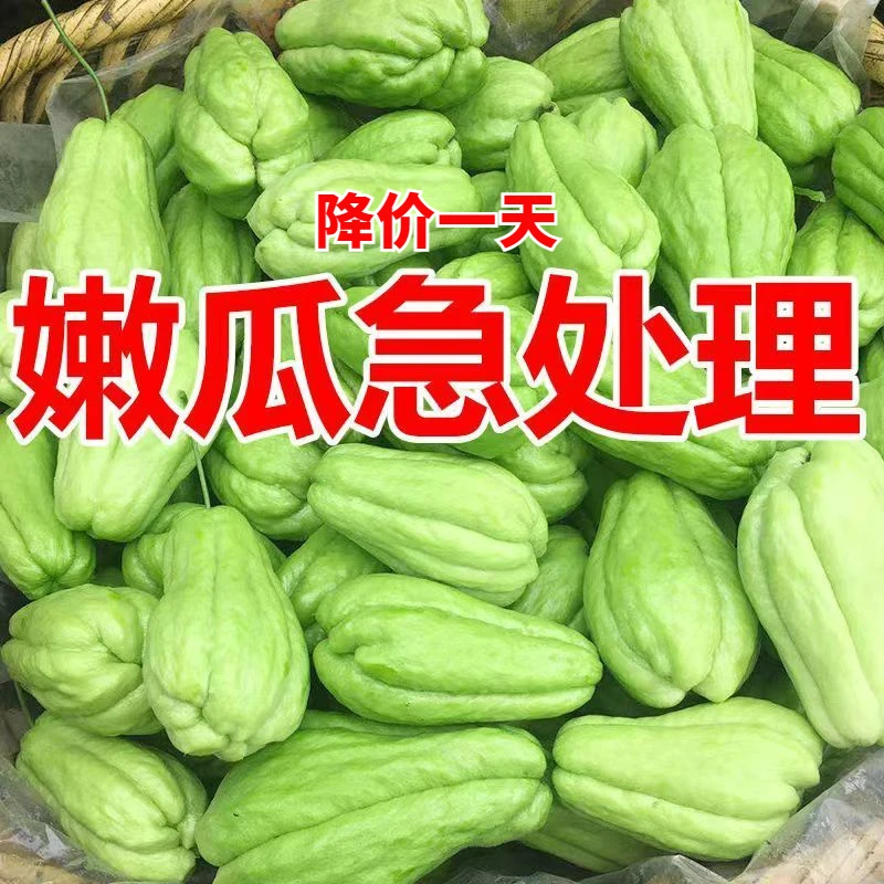 【新鲜】云南佛手瓜9斤整箱洋瓜寿瓜丰收瓜窝瓜丝瓜蔬菜 手瓜扶手
