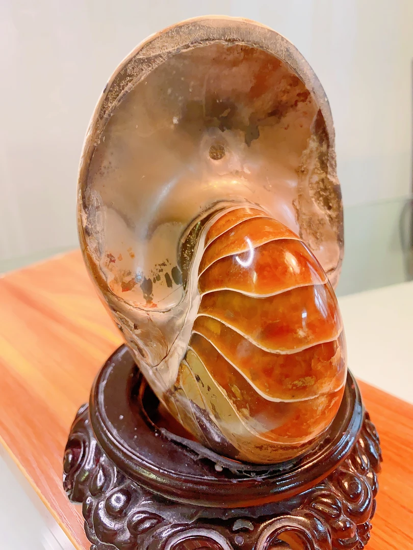 摆件，把件，居家装饰，直播间一物一拍，私拍发三公分太阳贝一个