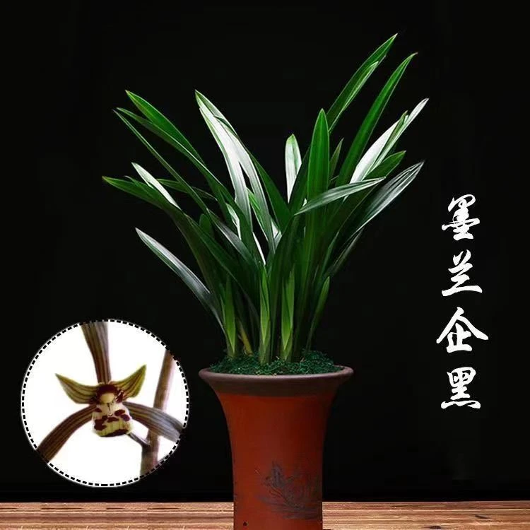墨兰盆栽室内花卉四季常青好养活适合阳台摆放