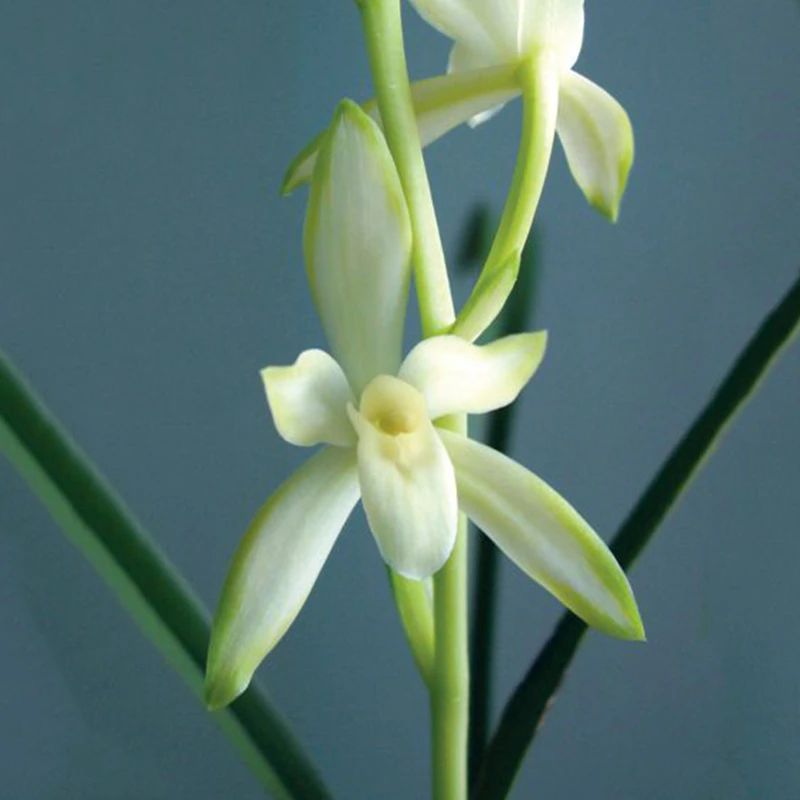 精品【铁骨白芽】浓香素心四季建兰带中透先明艺室内兰花草绿植盆栽