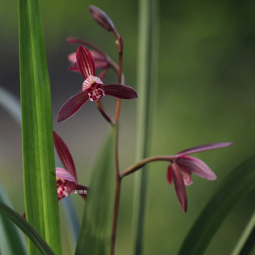 《梅州海兰之家》精选四季建兰墨宝包邮