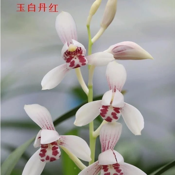 四季建兰白彩玉白丹红