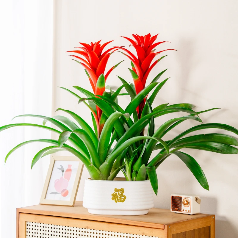鸿运当头盆栽水培大红星凤梨花带花绿植室内客厅大型办公室绿南