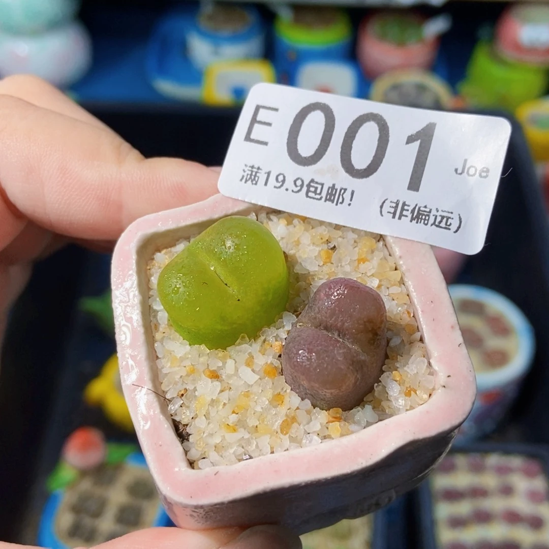 大舅生石花肉锥多肉001