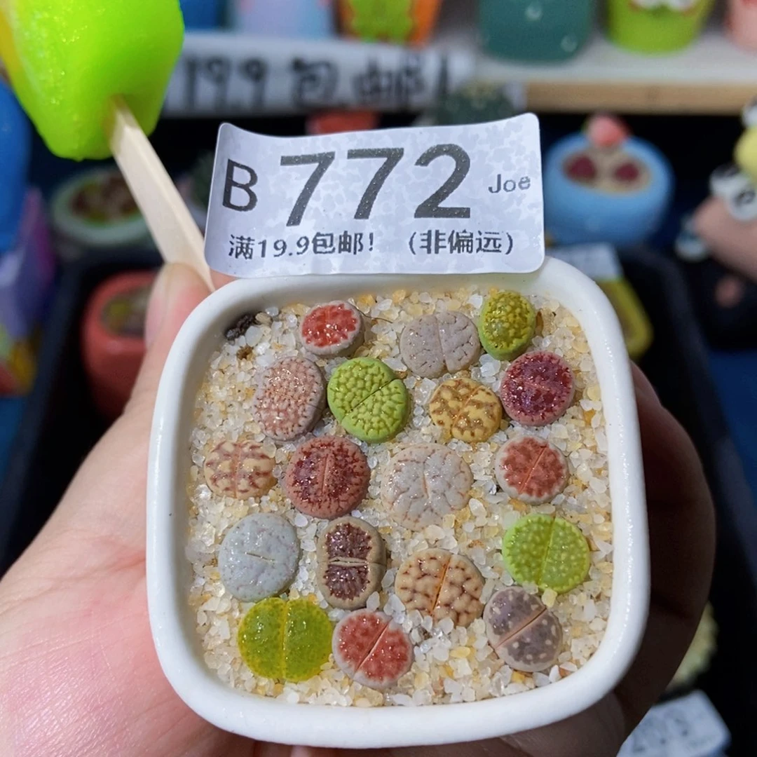 大舅生石花肉锥多肉772