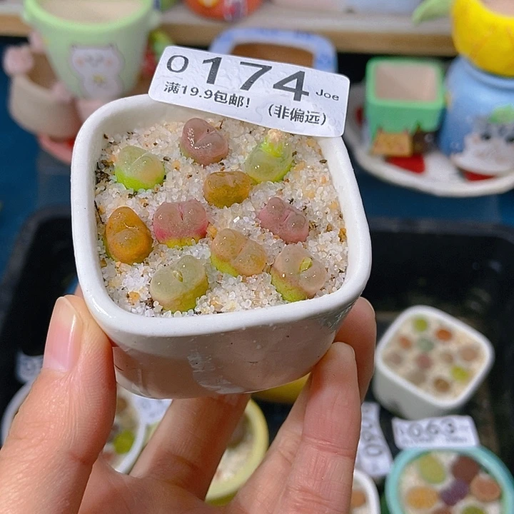 h***h大舅生石花肉锥多肉174