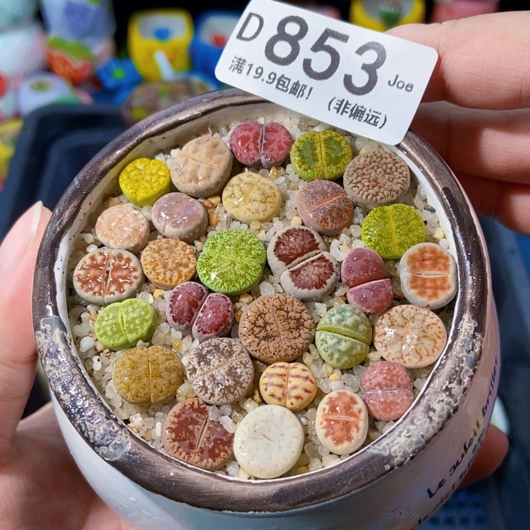 大舅生石花肉锥多肉853