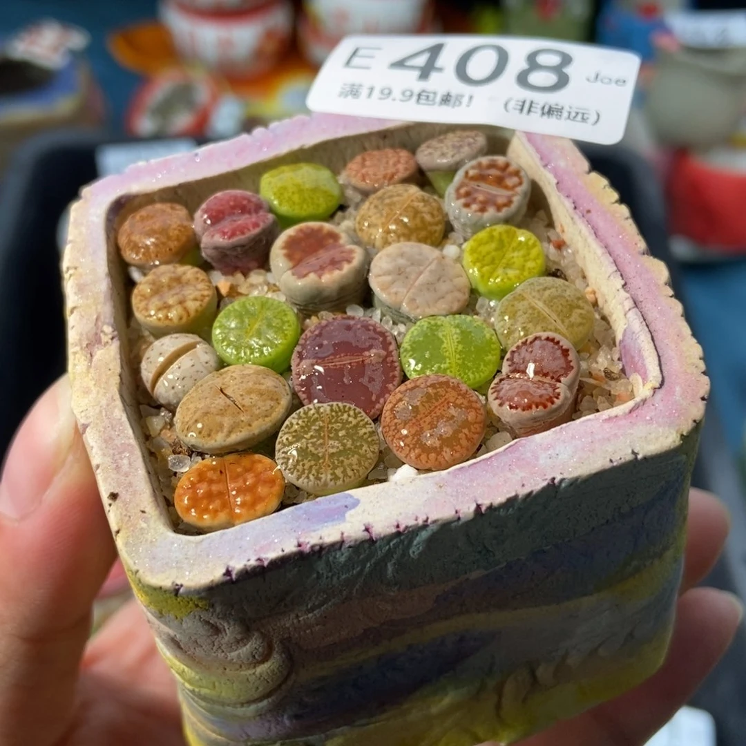 大舅生石花肉锥多肉408