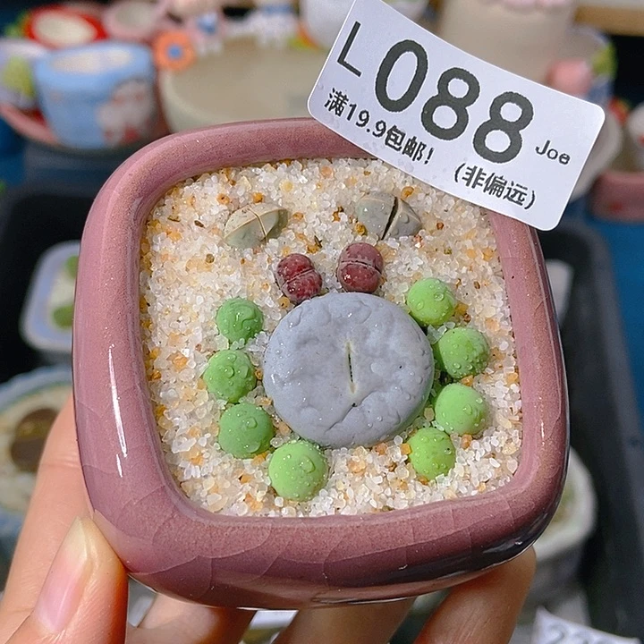 纯*大舅生石花肉锥多肉088