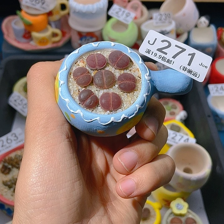 271大舅生石花肉锥多肉