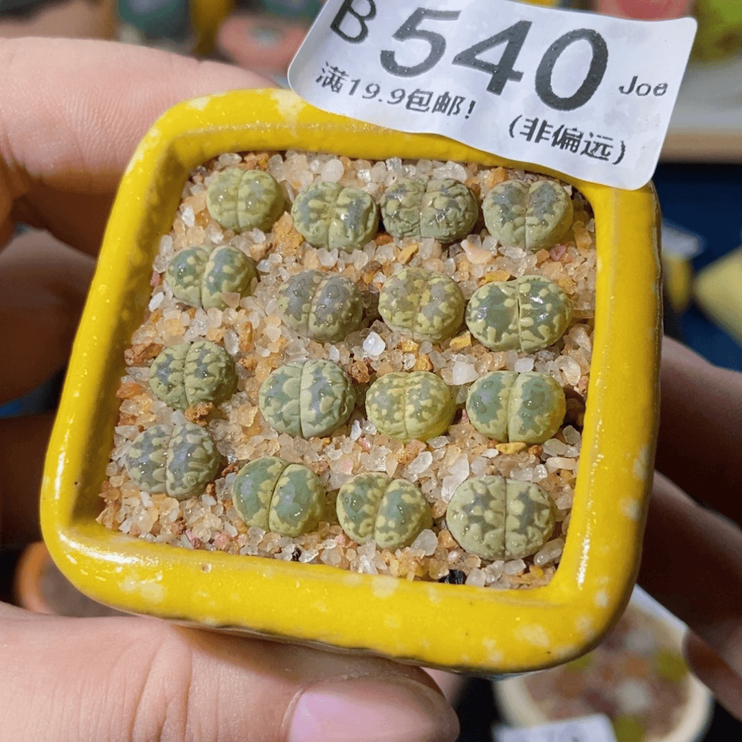大舅生石花肉锥多肉540