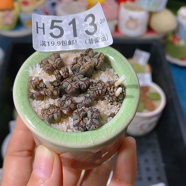 大舅生石花肉锥多肉513