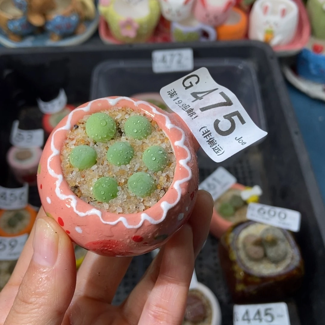 大舅生石花肉锥多肉475