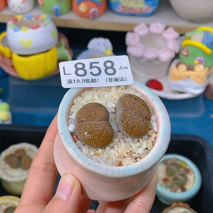 胖****猫大舅生石花肉锥多肉858