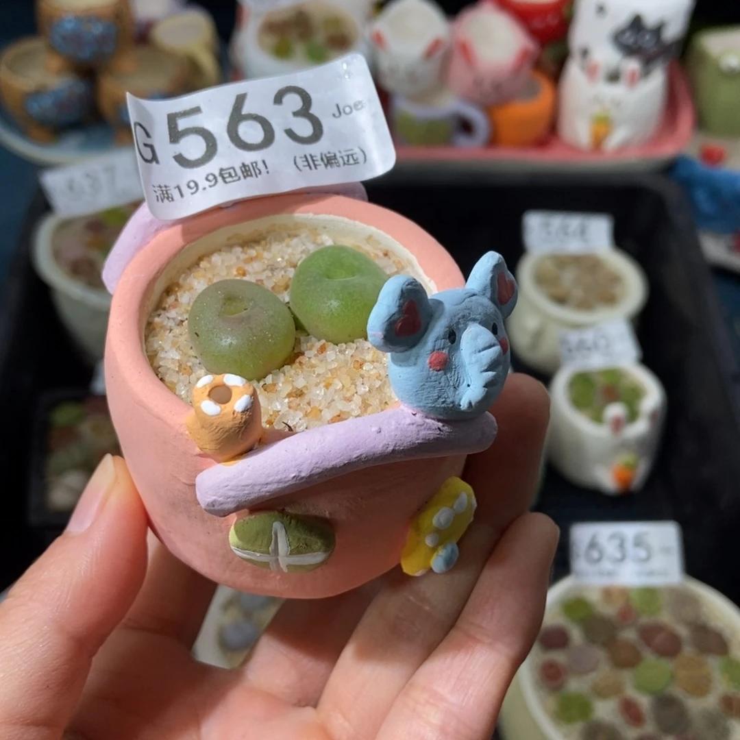 大舅生石花肉锥多肉563