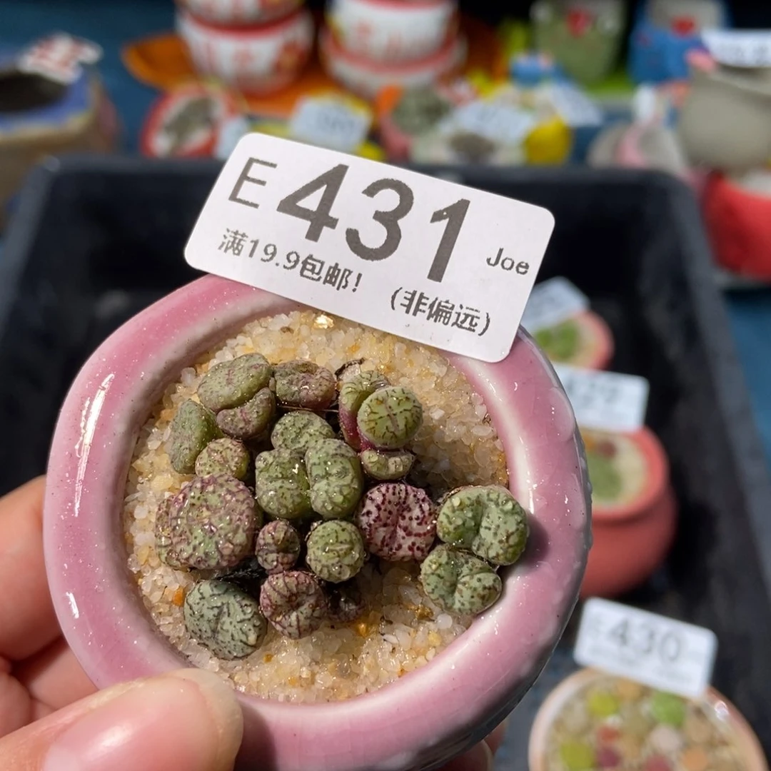 大舅生石花肉锥多肉431