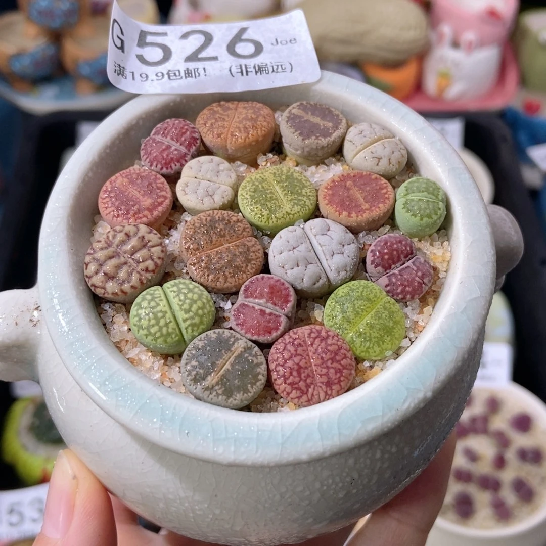 大舅生石花肉锥多肉526