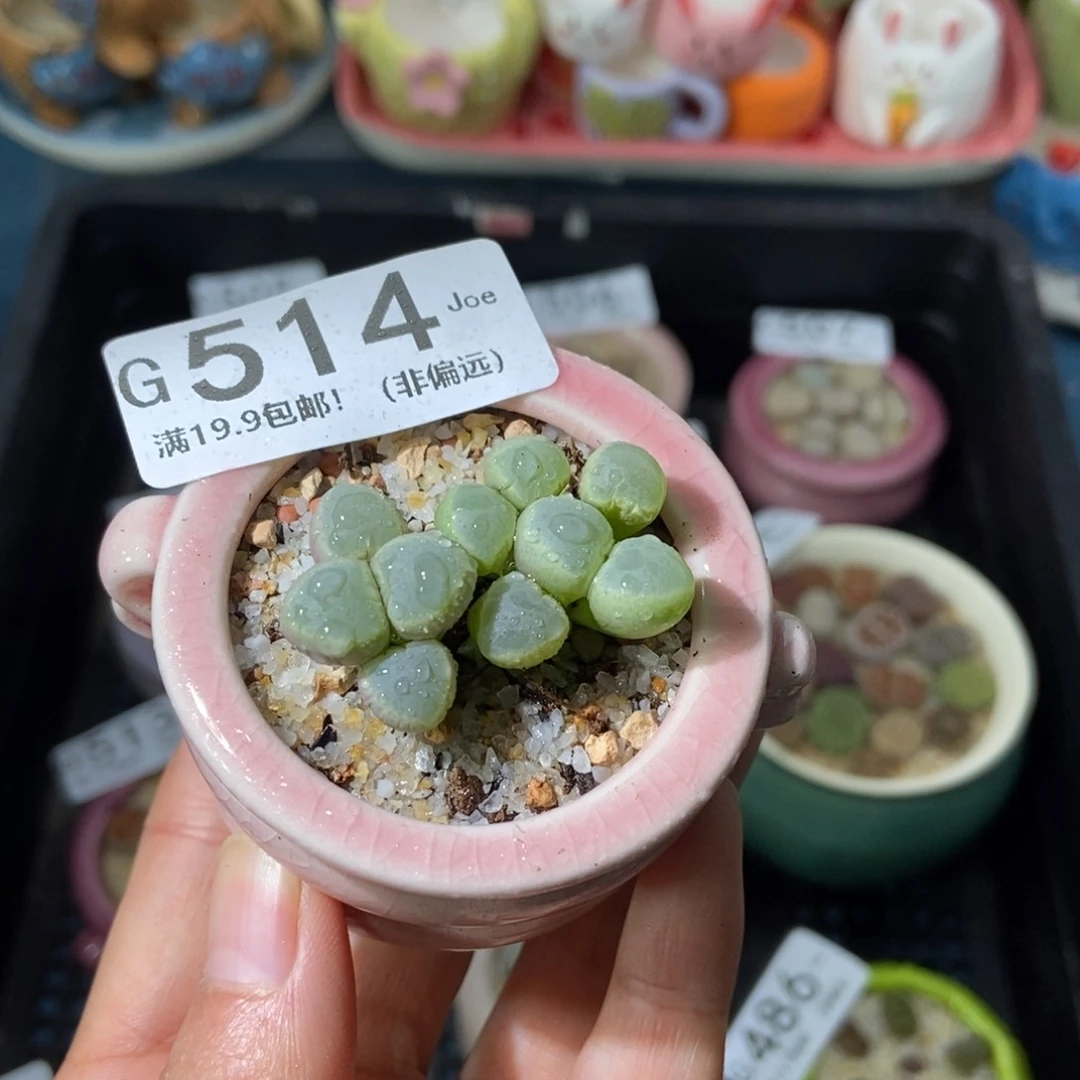 大舅生石花肉锥多肉514