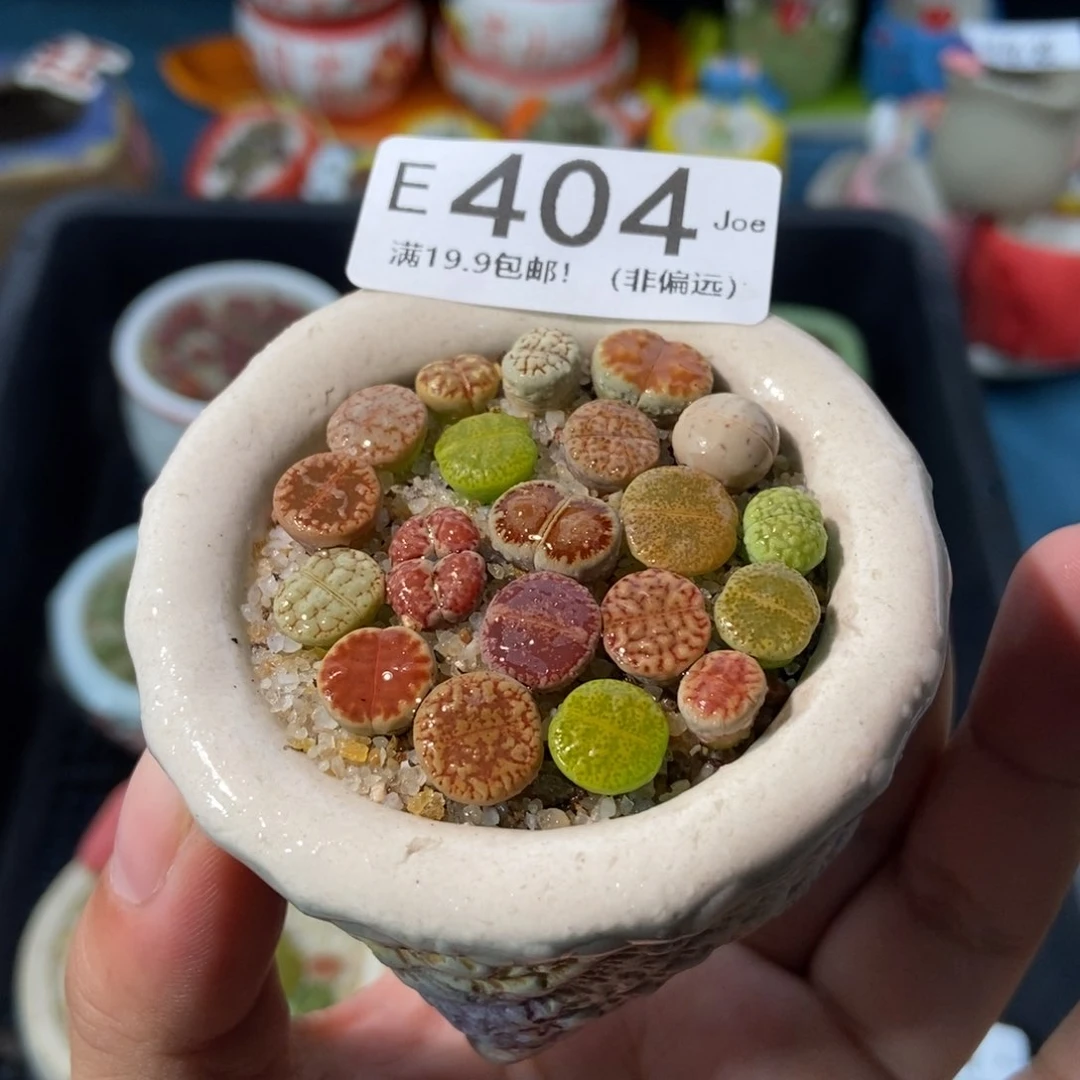 大舅生石花肉锥多肉404