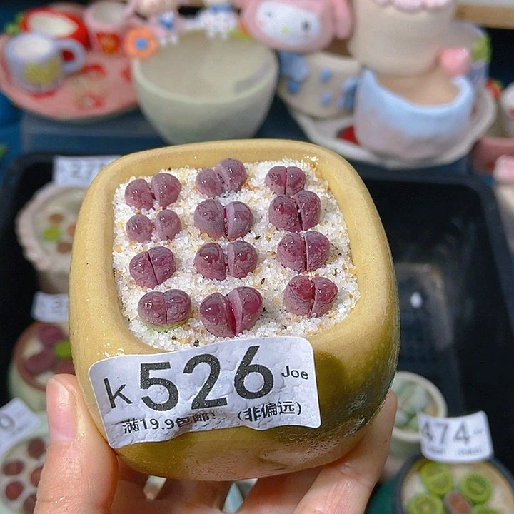 大舅生石花肉锥多肉526