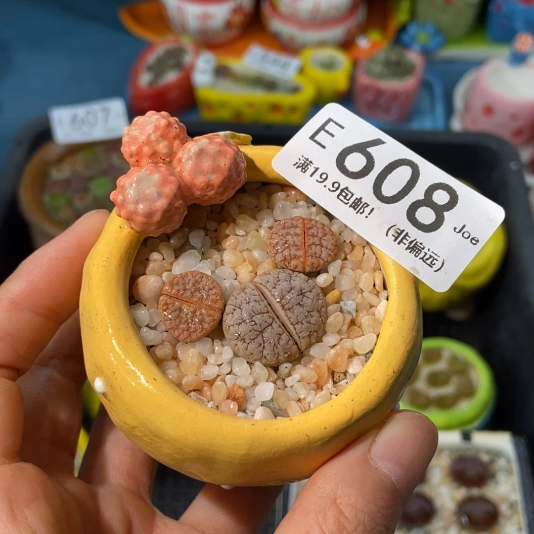 大舅生石花肉锥多肉608