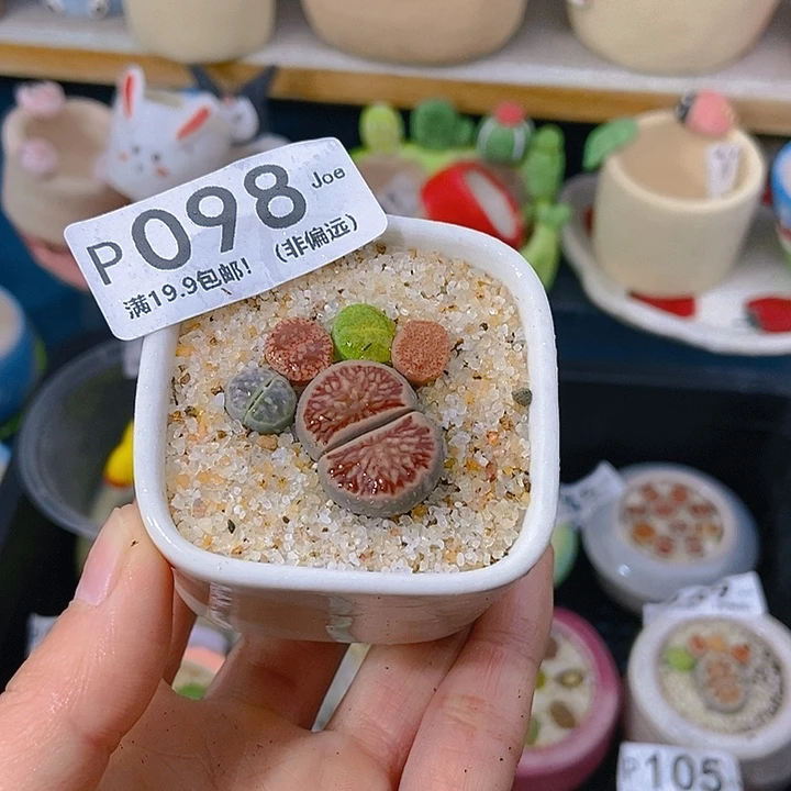 大舅生石花肉锥多肉098