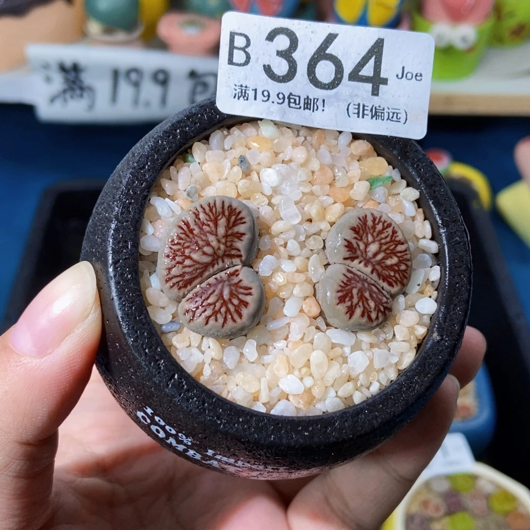 大舅生石花肉锥多肉364