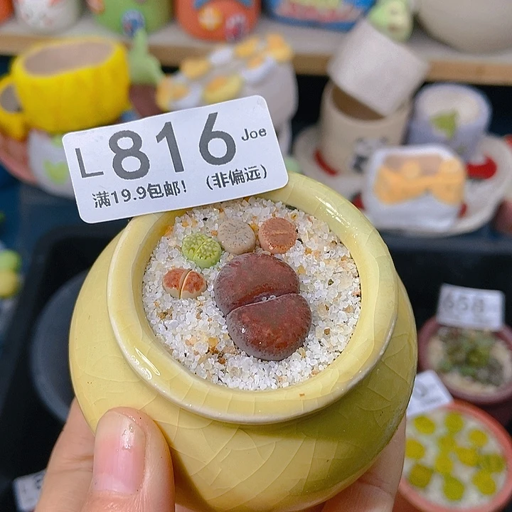 大舅生石花肉锥多肉816