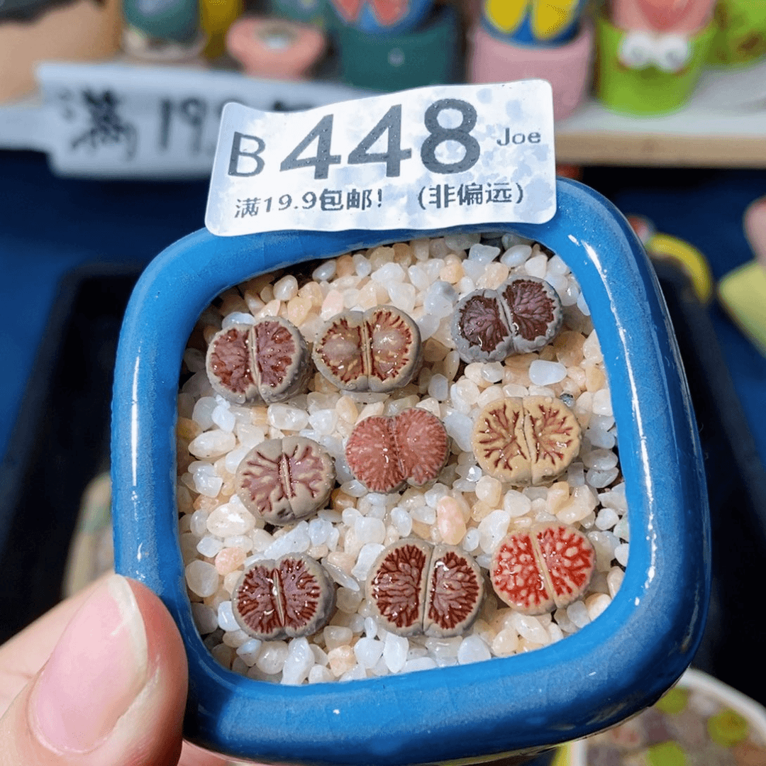 大舅生石花肉锥多肉448