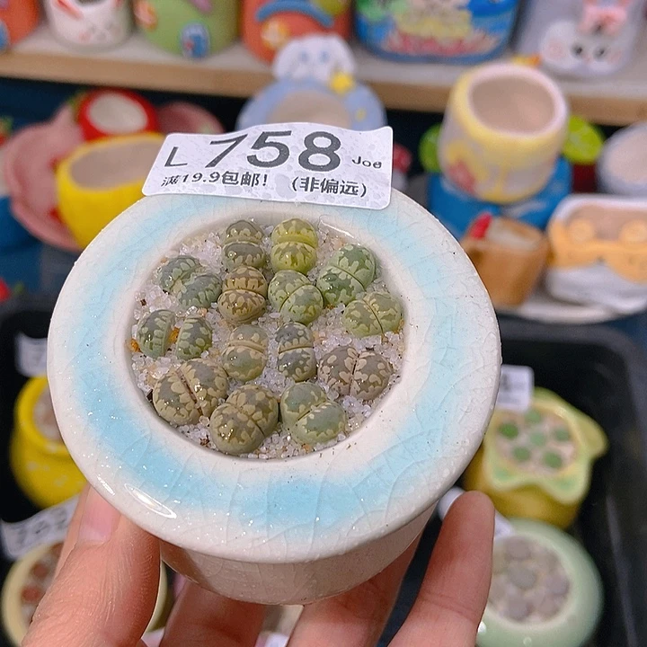 大舅生石花肉锥多肉758