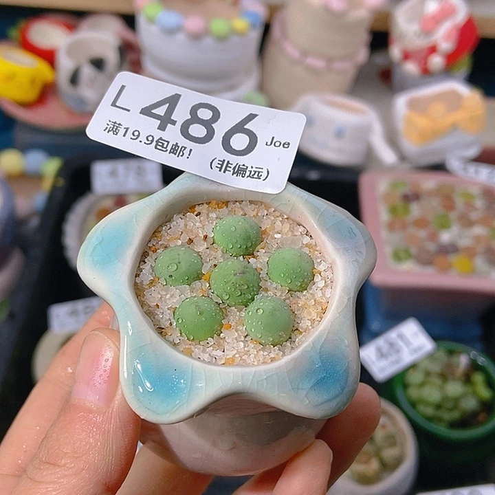 大舅生石花肉锥多肉486