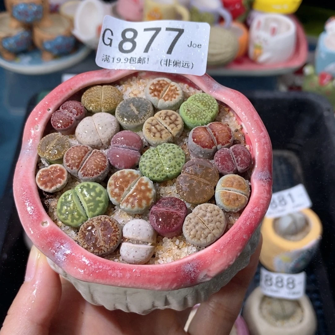 大舅生石花肉锥多肉877