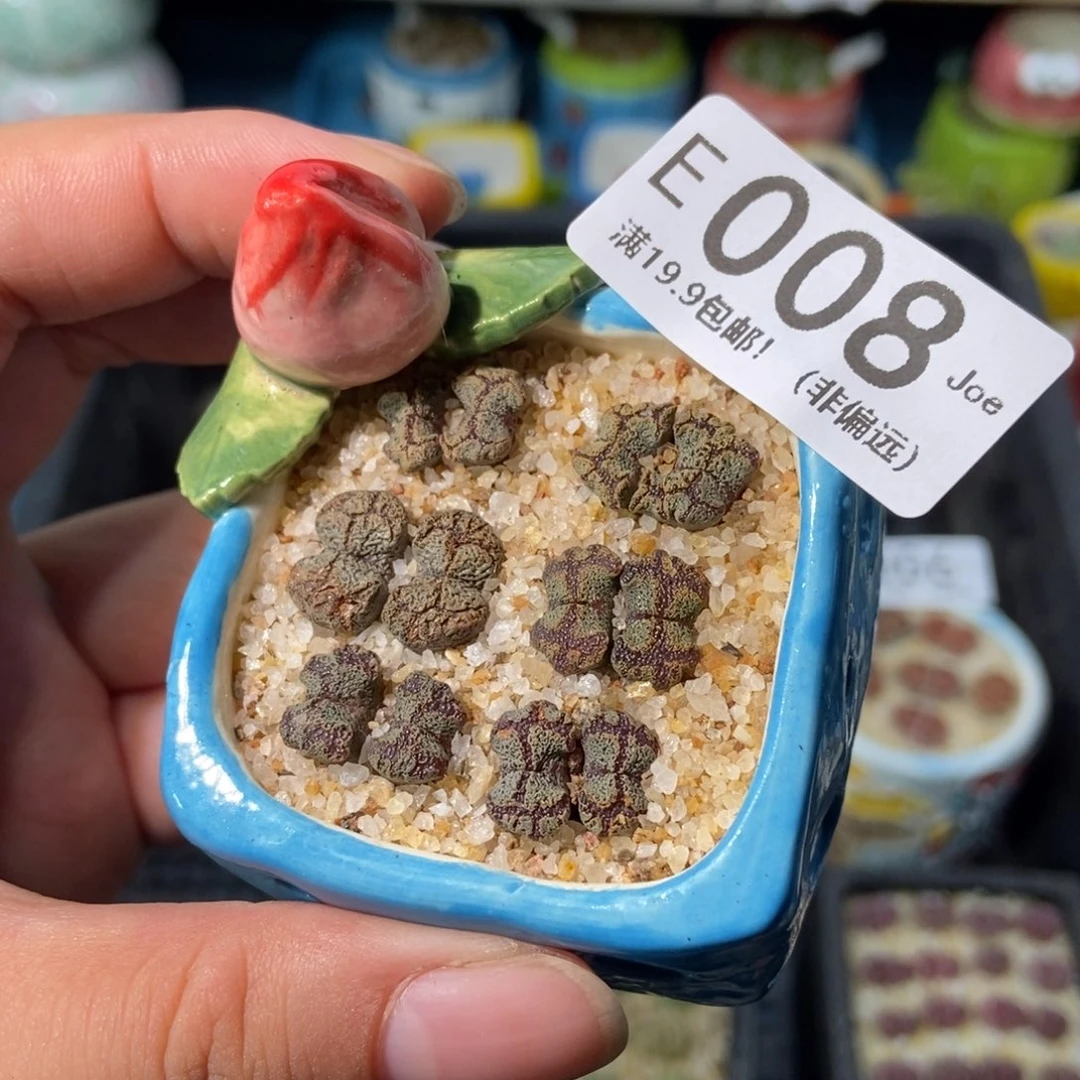 大舅生石花肉锥多肉008