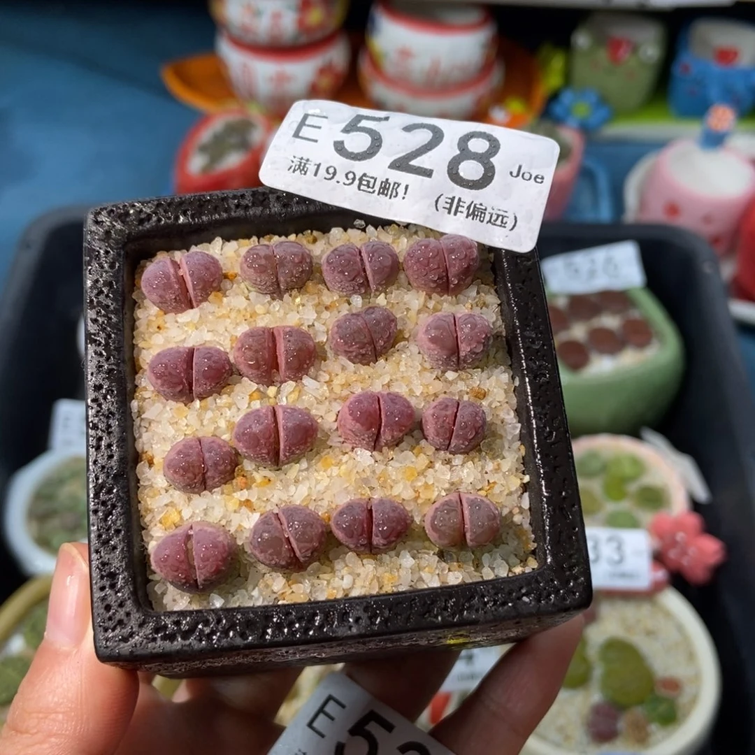 大舅生石花肉锥多肉528