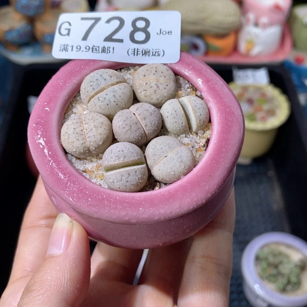 大舅生石花肉锥多肉728