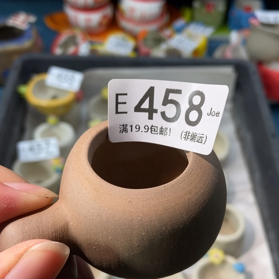 大舅生石花肉锥多肉458