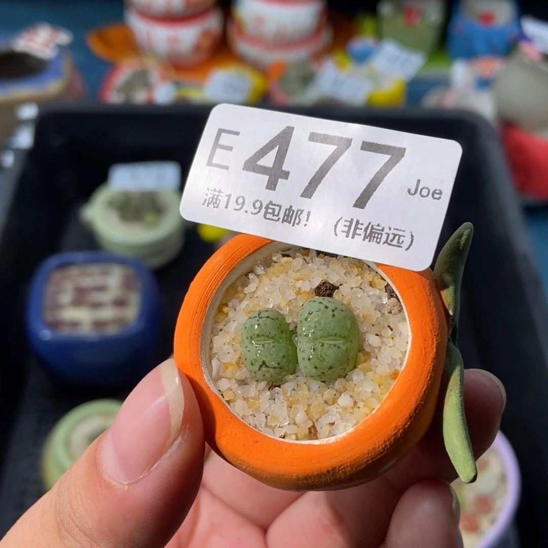 大舅生石花肉锥多肉477