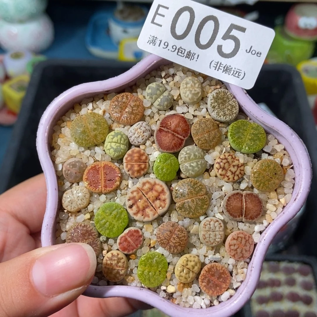 大舅生石花肉锥多肉005